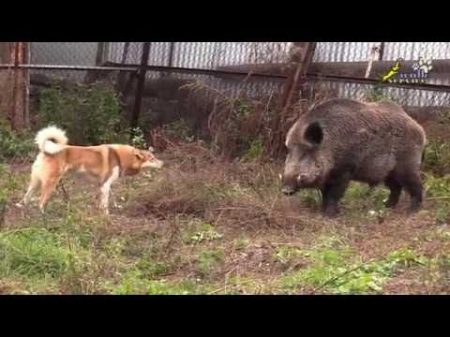 СОБАКА ДЛЯ ОХОТЫ притравка лайки по кабану