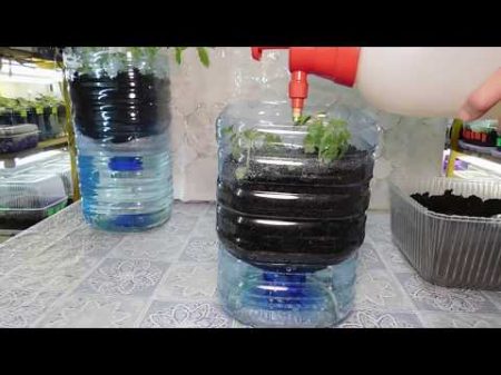 ТОМАТЫ БЕЗ ПИКИРОВКИ И БЕЗ ПОЛИВА !!!!!!!! How to grow seedlings of tomatoes pat 2