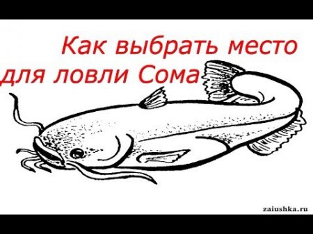 Ловля Сома для начинающих Как выбрать место для ловли Сома Catfish