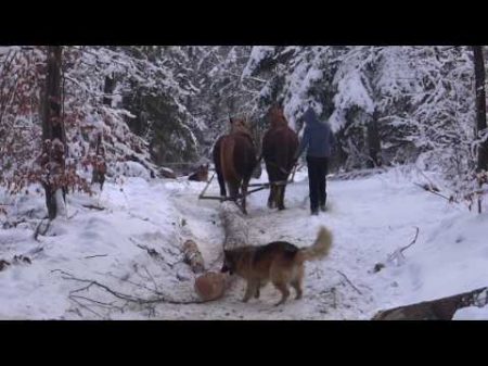 Коні мої коні лошади тяжеловозы в работе Konie zimnokrwiste w lesie horse heavy duty