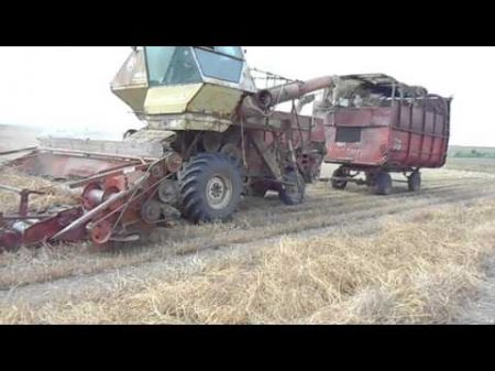 Уборка семян люцерны 2016 HARVEST ALFALFA SEEDS IN UKRAINE