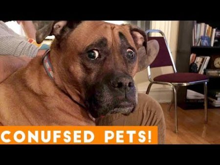 Funniest Confused Pets Compilation 2018 Funny Pet Videos