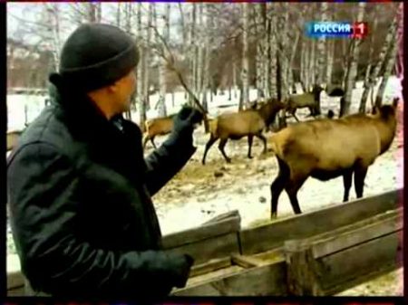 Пантовое мараловодство Горный Алтай