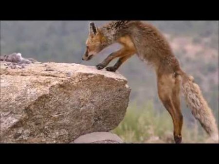 El Águila y el Zorro Parte II