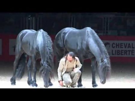 Frederic Pignon et ses etalons Игры с лошадьми Фредерик Пиньон