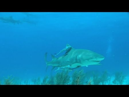 White Sharks HD По Следам Белых Акул Дикая Южная Африка