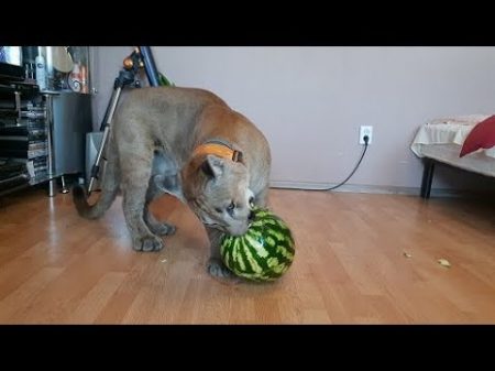 Пума Месси и арбузный мяч! Puma Messi and watermelon ball