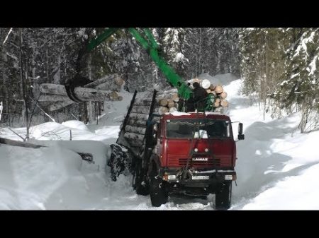 Чего БОЯТСЯ водители ЗИМОЙ в лесу