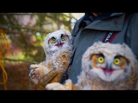 Amazing Funny Owls Cute and Funny Owls Playing Full Funny Pets