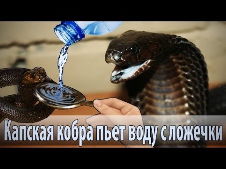 Кобра пьет с ложечки