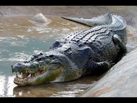 Король крокодилов Nat Geo Wild
