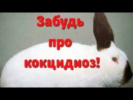 Избавиться от кокцидиоза кроликов навсегда можно вот так легко!