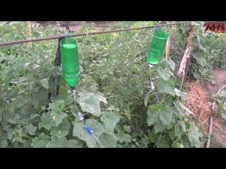 Капельный полив из медицинской капельницы Drip irrigation from a medical dropper