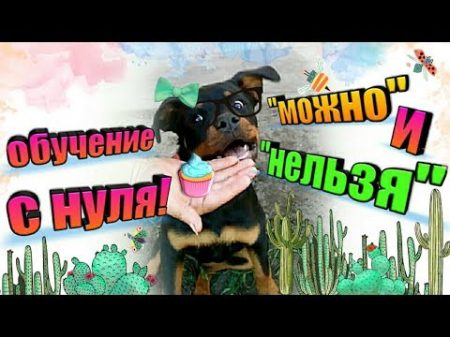 С НУЛЯ команда МОЖНО и НЕЛЬЗЯ Мокрый нос