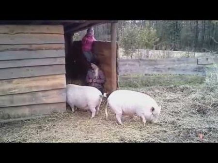 Вьетнамские свиньи Могут ли свиньи прокормить себя сами