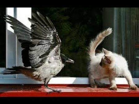 Приколы Вороны VS Коты Comedy Crows VS Cats