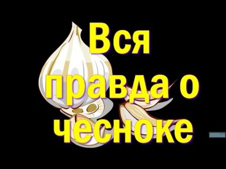 Вся правда о чесноке О пользе и противопоказаниях