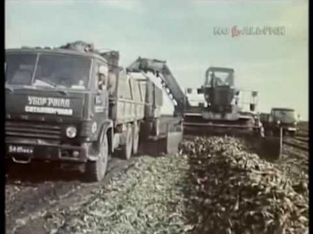 1987 год Уборка сахарной свёклы в Белгородской области