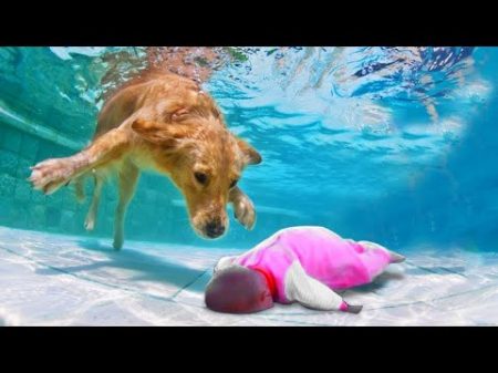 Собака Герой Спасает Жизнь Ребенку! 10 Невероятных Случаев Снятых На Камеру