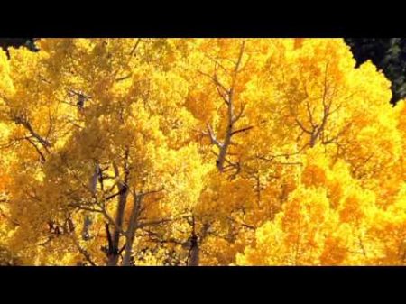 Жан Татлян Осенний свет Jan Tatlyan Autumn Light Colorado Fall by A Lerner
