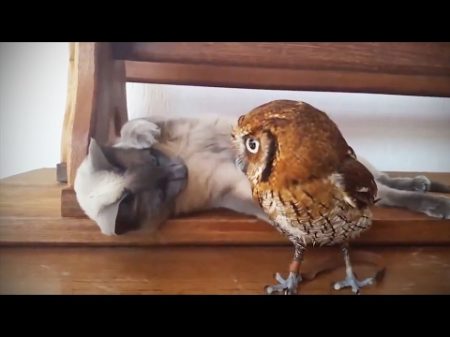 Funny Cute Owls Funny Pets