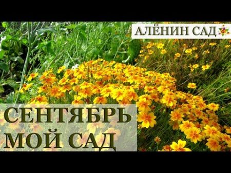 СЕНТЯБРЬ 2018 МОЙ САД и ОГОРОД Garden s tour September 2018