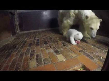 Берлин Медведица приучает медвежонка к порядку на кухне