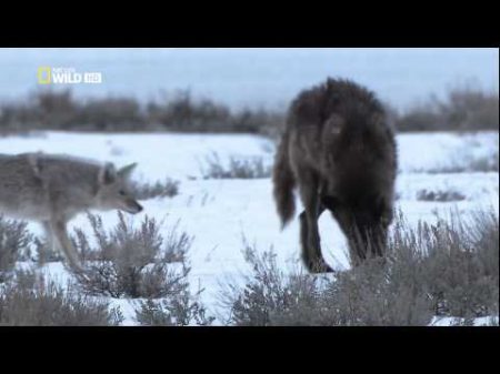 National Geographic Восхождение чёрного волка