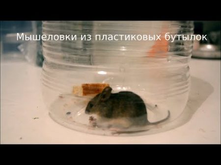 Мышеловки из пластиковых бутылок Mouse Trap from PET ペットボトルからのネズミ捕り