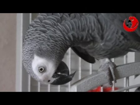 Gadająca papuga Grigorij Dlaczego Griszę w papugę przemienili Grigorij The Talking Parrot