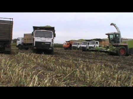 заготовка силоса из кукурузы на зиму 2017