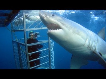 Белая акула Изучение акул повадки среда обитания
