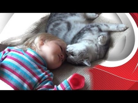 Шотландская кошка и ребенок VLOG