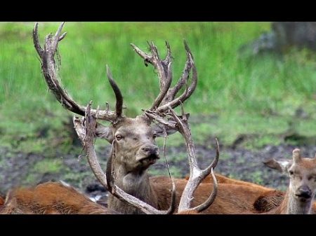 Олени Август Новые рога Red deer in August New horns