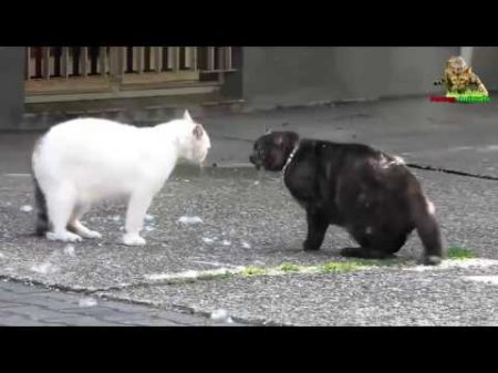 Кошачьи бои Кошки vs собаки Кошки злятся fanimals