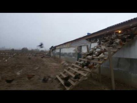 Птицеферма Новая Мака Дагестан