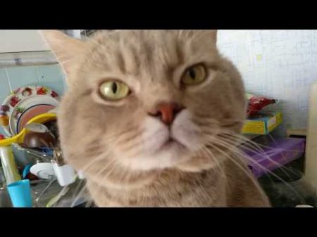Кот говорит Я тебя ЛЮБЛЮ Самое милое видео!