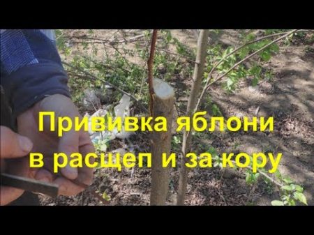 Прививка яблони способами в расщеп и за кору Inoculation of apple trees