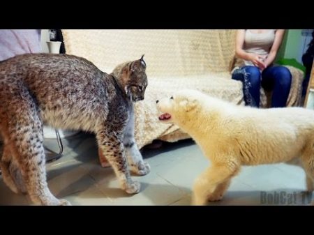 РЕАКЦИЯ РЫСИ НА ЩЕНКА ОВЧАРКИ Большая кошка и Тайпан LYNX REACTION TO THE SHEPHERD PUPPY