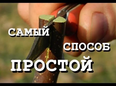 ПРИВИВКА ДЕРЕВЬЕВ ПОПРОБУЙ САМ