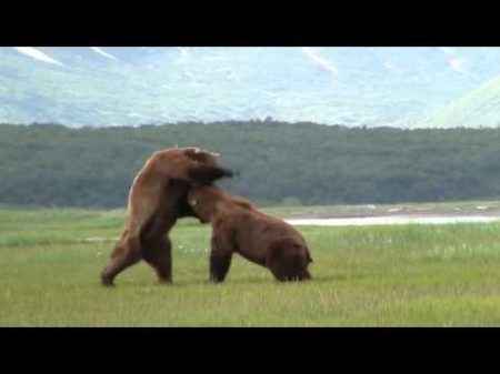 Battle Of The Giant Alaskan Grizzlies grizzly vs grizzly alaska
