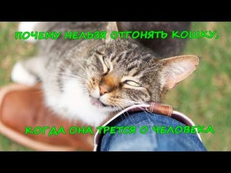ПОЧЕМУ НЕЛЬЗЯ ОТГОНЯТЬ КОШКУ КОГДА ОНА ТРЕТСЯ О ЧЕЛОВЕКА Cat rubs against man
