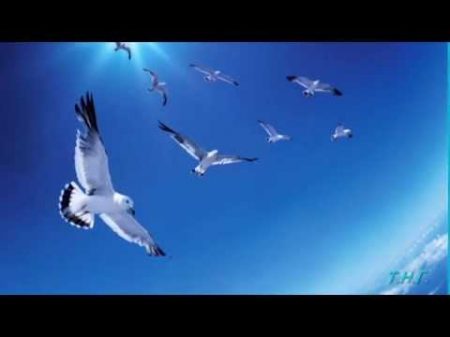 Птицы мои птицы