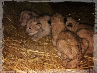 Опубликована фотография новорожденных львят из зоопарка Васильевки