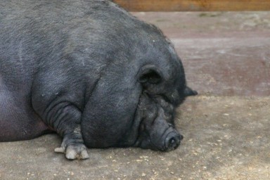 Свинья буквально треснула от еды со свинофермы