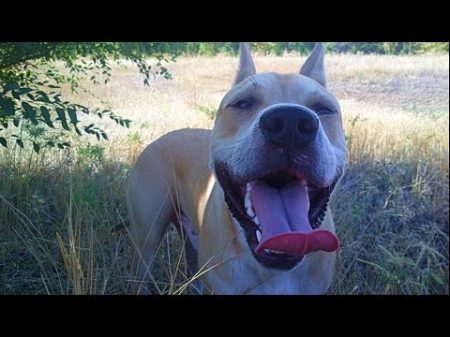 АМСТАФФЫ просто смотрите! Staffordshire terrier