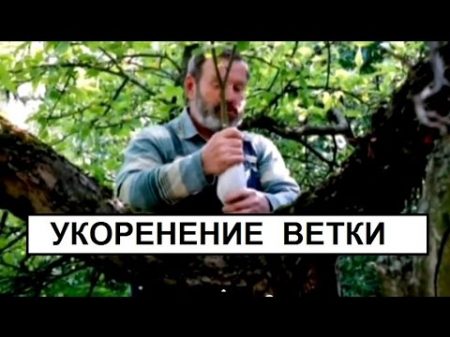 Размножение отводками Укоренение воздушного отводка ч2